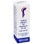 CORPUS VITREUM D 6/Succinum D 6 aa Augentropfen